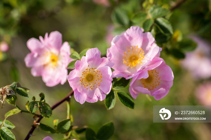 Beautiful blooming wild rose bush (dog rose, Rosa canina)