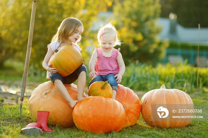 Two little sisters sitting on huge pumpkins on a pumpkin patch. Kids picking pumpkins at country far