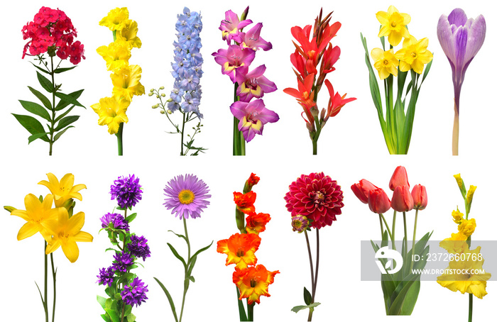 Spring collection of flowers bell, phlox, tulip, crocus, daffodil, gladiolus, delphinium, daylily, c