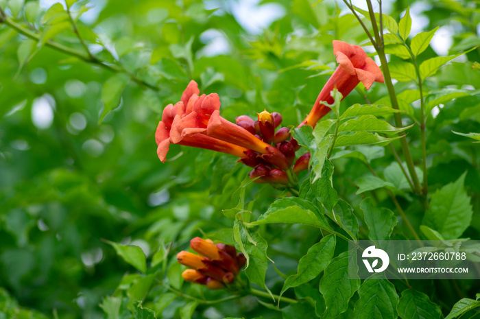 Campsis radicans橙红色开花植物，灌木枝条上盛开的喇叭花群