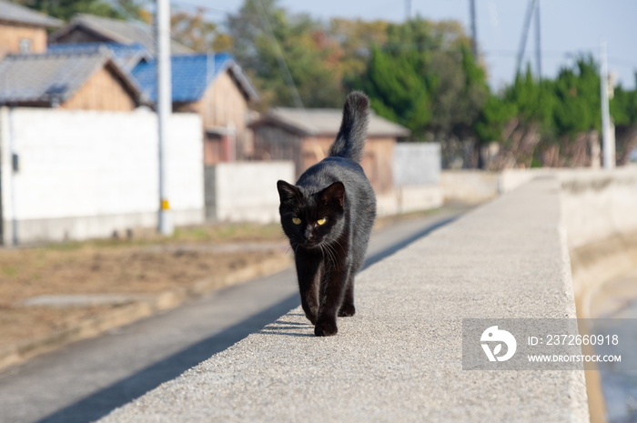 歩く猫　黒猫