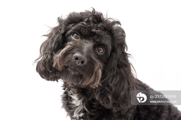 A black cockerpoo puppy photo shoot isolated on white background