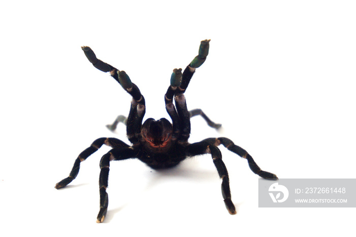 亚洲物种蜘蛛在泰国发现，学名为Haplopelma minax Theraphos