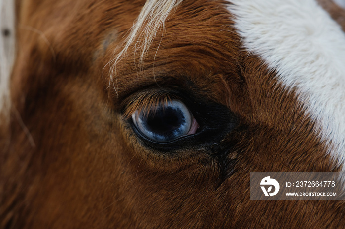 Paint horse blue eye close up.