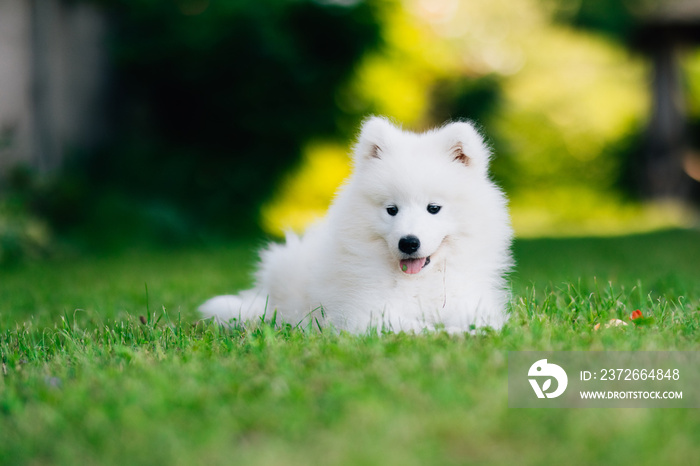 绿色草地上的夏日花园里有趣的小萨摩耶小狗