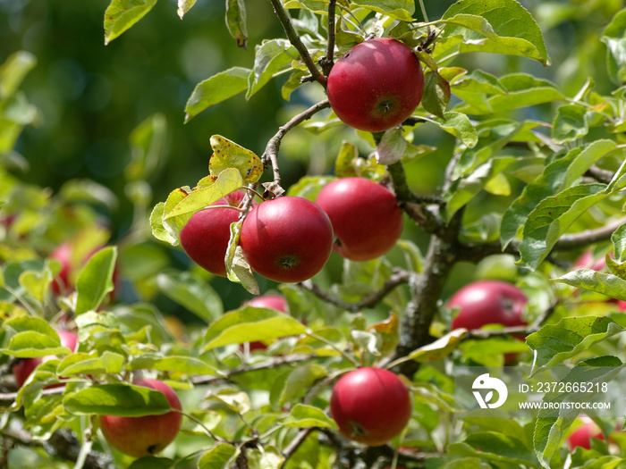 Malus domestica | Apfelplantage in den Obstgärten von Margräflerland