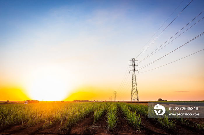 Sugar cane field and electric line transmission at Brazil’s Coutryside at sunset.