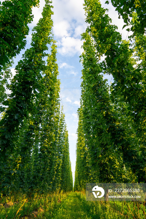 Green hops field. Fully grown hop bines. Hops field in Bavaria Germany. Hops are main ingredients in
