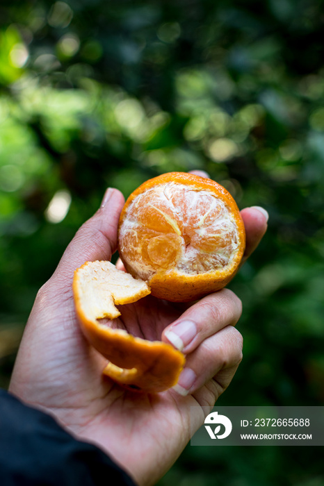 非裔美国妇女，黑人妇女，手拿着从柑橘中剥下的半皮新鲜冲绳tankan橙子