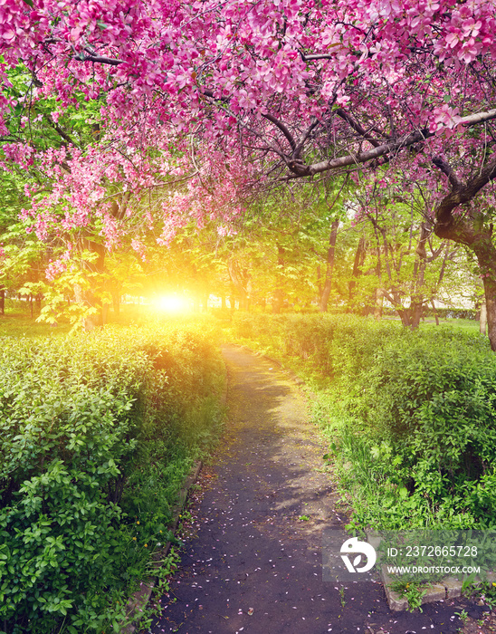 Park with alley of blossoming red apple trees.