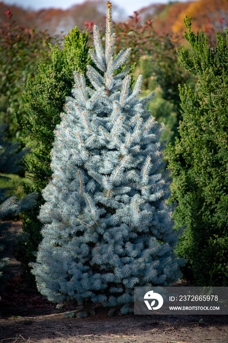 美丽的年轻科罗拉多蓝云杉生长在种植园，圣诞树的天然圣诞树