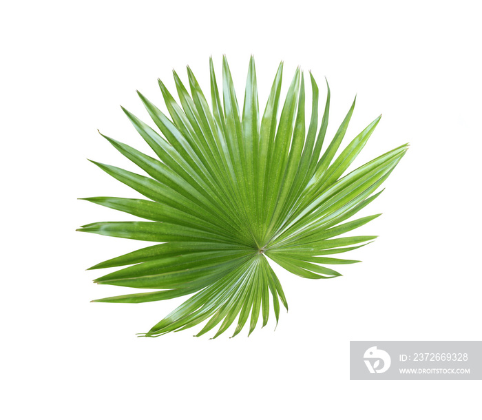 tropical nature green fan palm leaf pattern on white