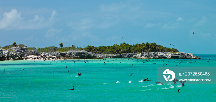 CORMORAN BICRESTADO, Parque Nacional Isla Contoy, Estado de Quntana Roo, Península de Yucatán, Méxic