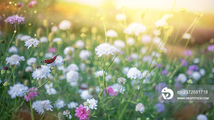 White and pink flowers in a meadow in nature in the rays of sunlight in summer.