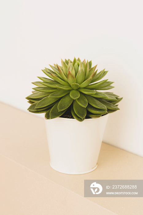 Succulent plant indoor decorative pot flower.