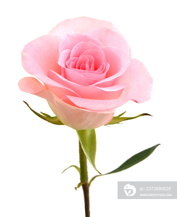 A pink rose flower