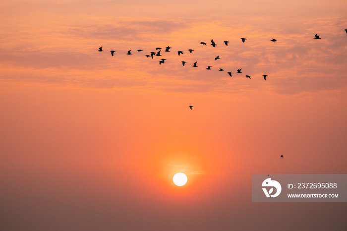 成群的野生鸟类在日落中飞翔——日出橙色的天空。日落时的日落。自然的日出天空