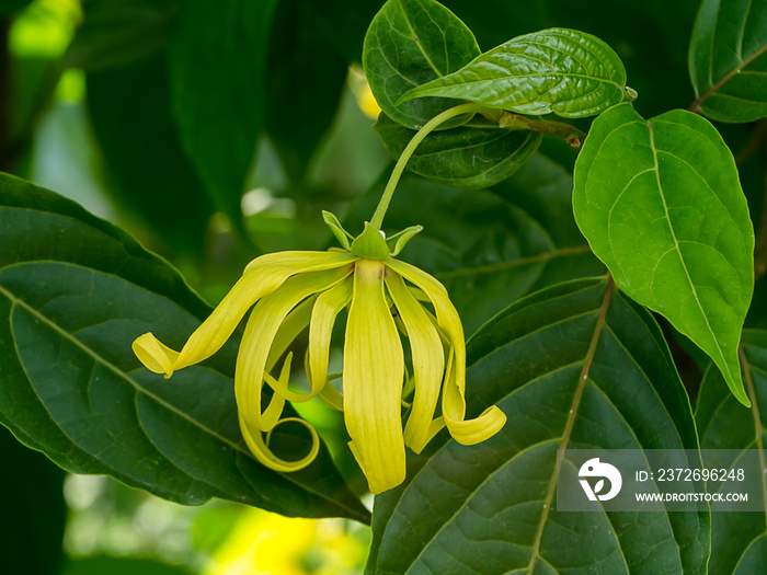 矮Ylang Ylang花的特写。