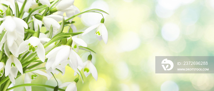 Wiese mit zarten Blumen im Frühling