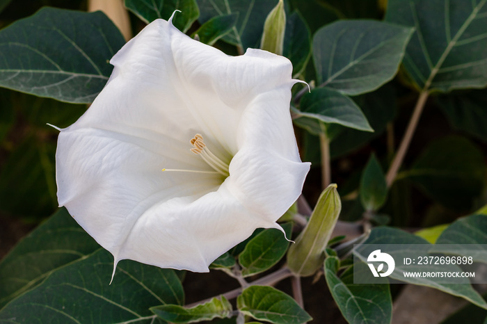 Datura innoxia - white flower close-up. Inoxia with green leaves. Floral background.