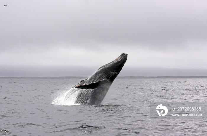 Jump of a humpback whale (picture 3 in a series of 8). The wheather is typical for a summer day in M