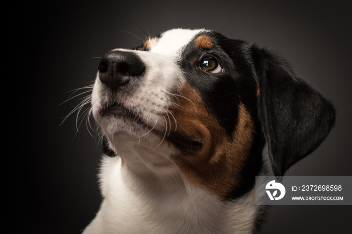 Appenzeller Sennenhund im Portrait-Lustiges Hundegesicht auf schwarzem Hintergrund肖像画