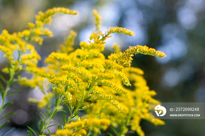 Autumn soft light, textured goldenrod stalks on a blue bokeh background ~GOLD RUSH~