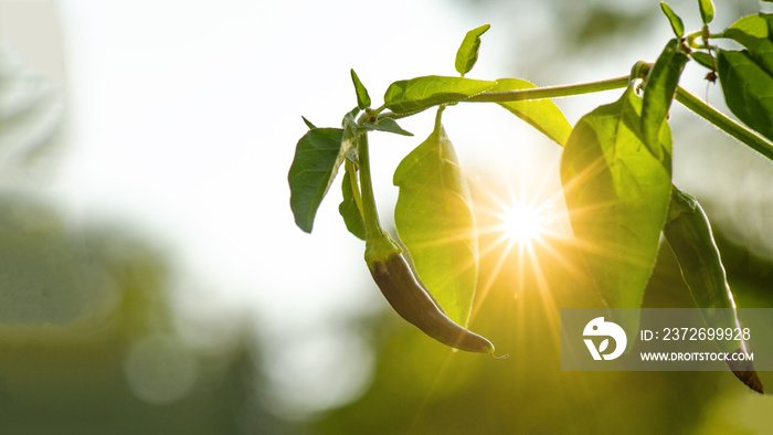 Scharfe Chilli im Garten angestrahlt von der Abendsonne