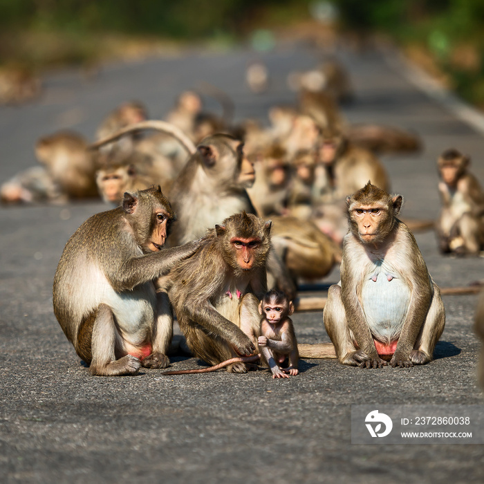 The daily lives of small monkeys, tropical forests, Thailand.