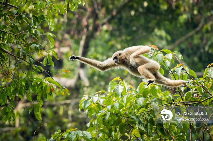 White-handed gibbon jumping in the forest