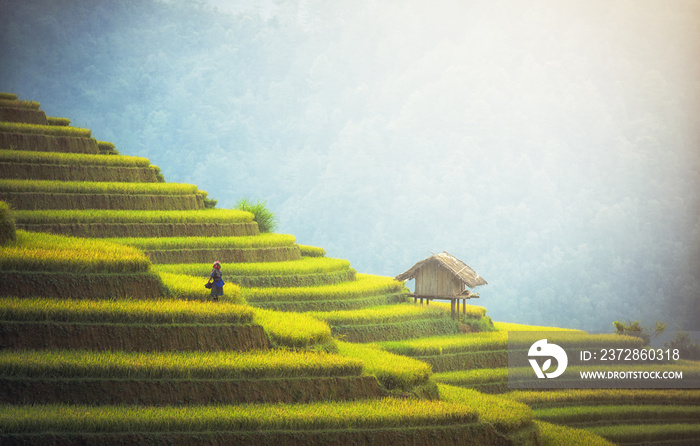 Rice fields on terraced of Mu Cang Chai, YenBai, Vietnam. Vietnam landscapes.