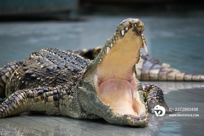 Crocodile open mouth in a farm.