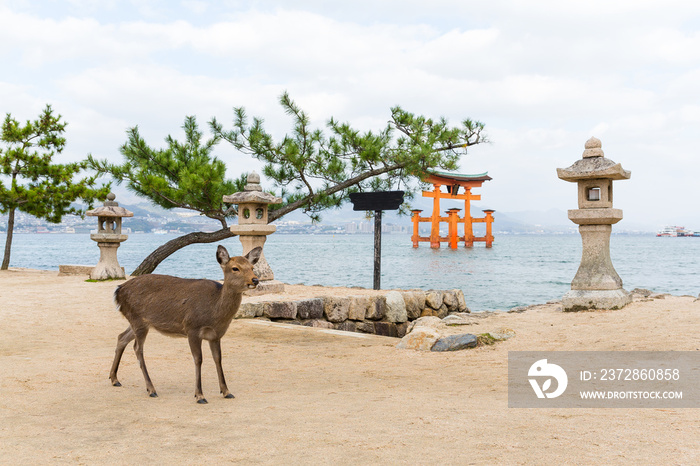 Deer and Torii of miyajima