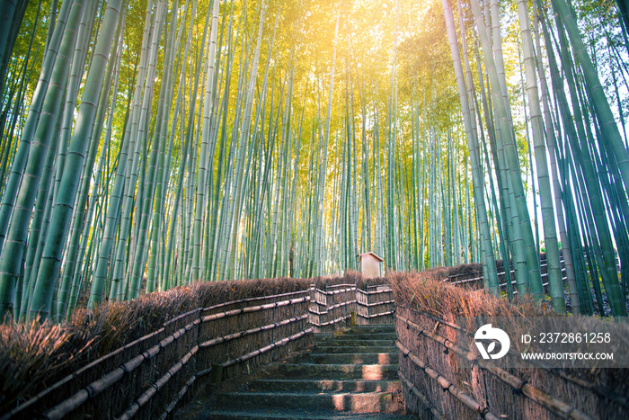 日本京都的荒山竹林。
