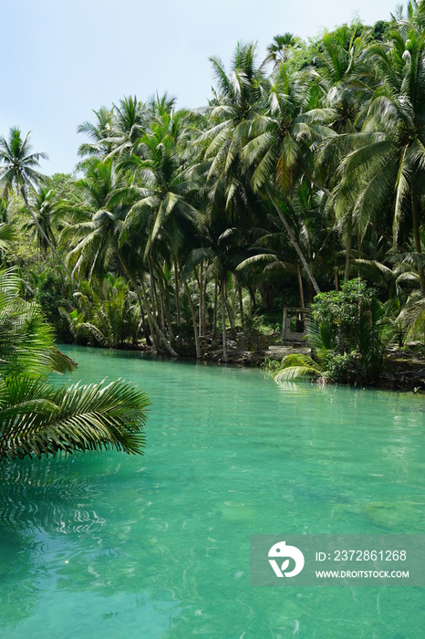 菲律宾宿务Kawasan Falls附近河边美丽的丛林景观