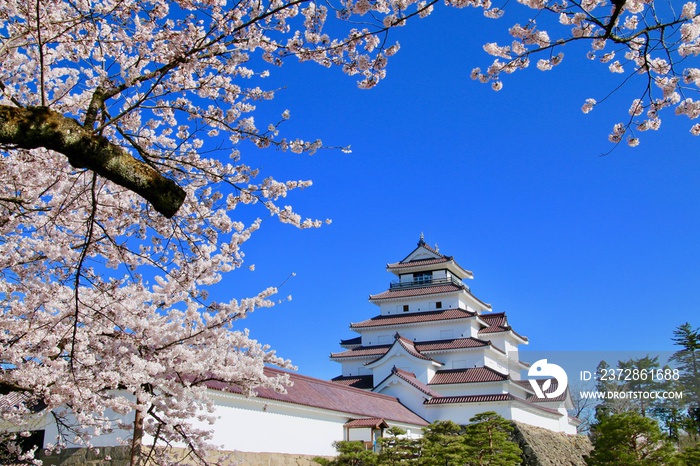 春の鶴ヶ城（福島県・会津若松市）