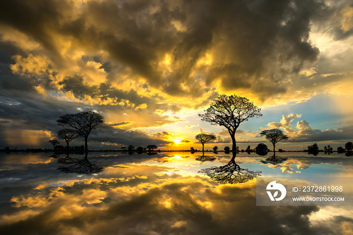 日落时非洲的侧影树。落日映照在水面上的侧影。典型