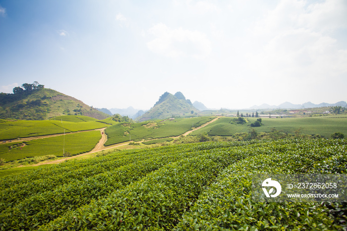 Mocchau highland, Vietnam: Moc Chau tea hill, Moc Chau village . Tea is a traditional drink in Asia