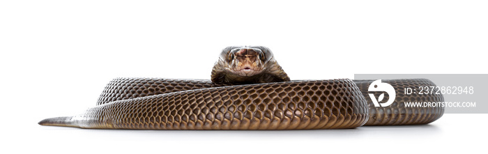 Adult Monocled cobra aka Naja kaouthia snake. Isolated on white background.