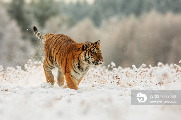 雪地里的年轻雄性东北虎（Panthera tigris tigris）