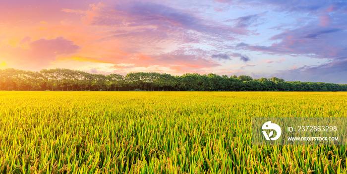 Yellow paddy field and beautiful sky at sunset