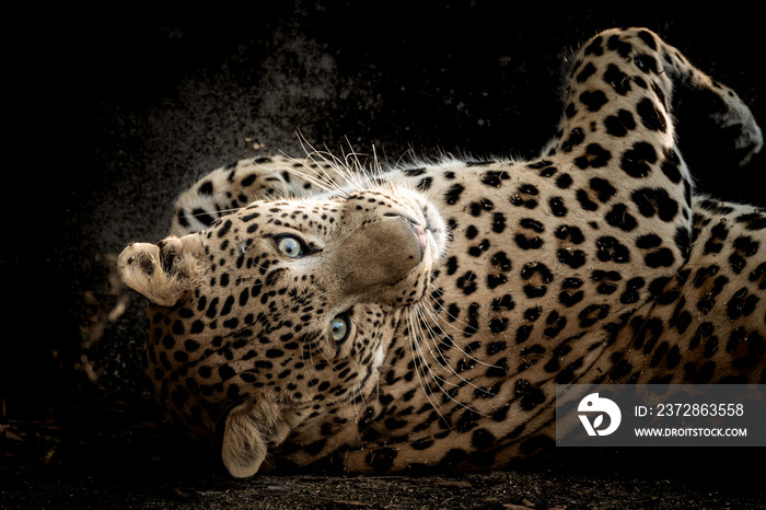 Fine art portrait of wild male leopard or panther in isolated black background at wildlife safari at