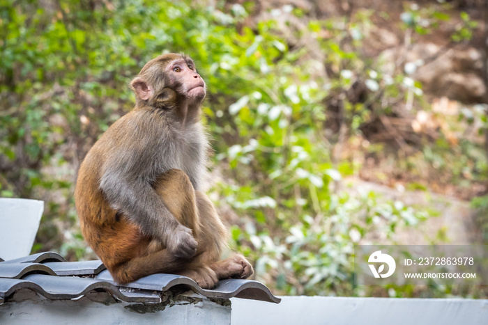 中国广西桂林屋顶上的恒河猴肖像