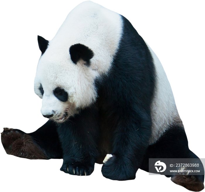 大熊猫被隔离