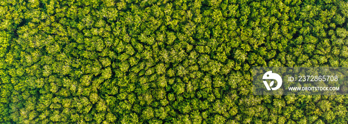 Aerial view Trees in the forest top view aerial rainforest ecosystem And healthy environment concept
