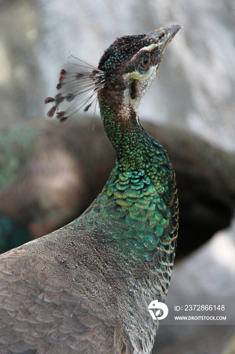 peacock in a zoo in chiang mai (thailand)