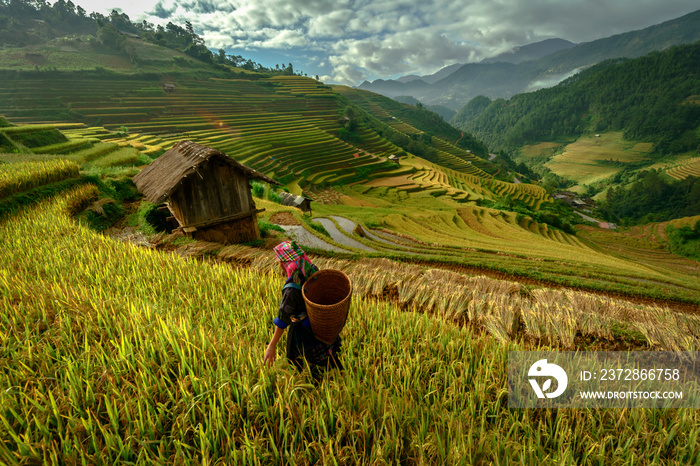 beautiful rice terraces, in Mu cang chai ,Yenbai, Vietnam.