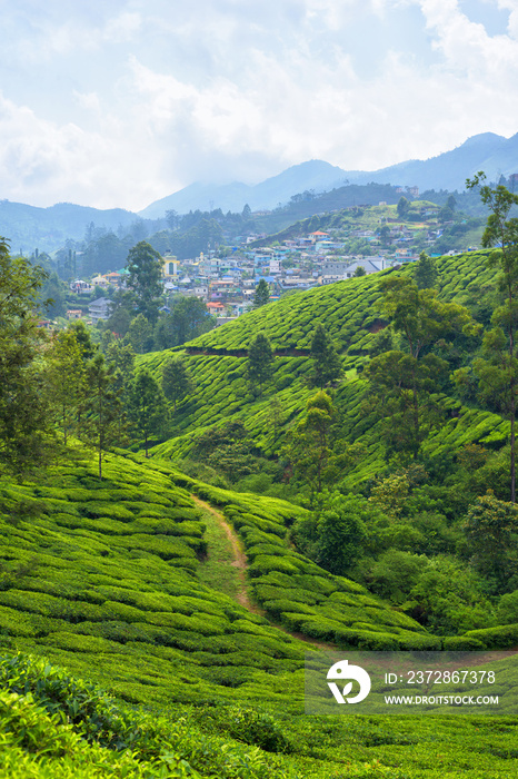 印度喀拉拉邦蒙纳尔附近山丘上美丽的茶园。
