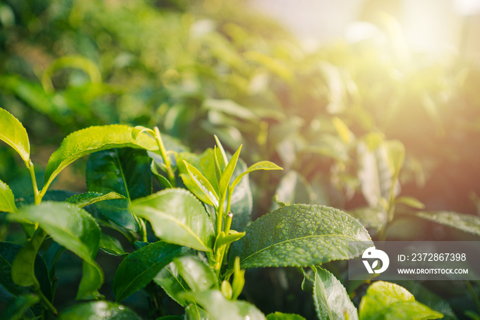 close up Fresh green tea leaves in the morning forest and green nature park and beautiful abstract b