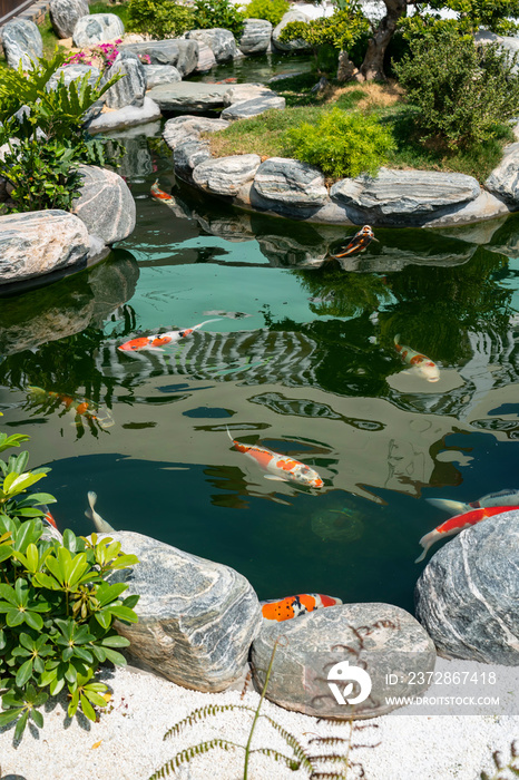 koi fishes in the garden pond